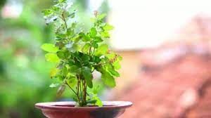 कार्तिक के महीने में तुलसी पूजा के इन नियमों को जरूर मानें, मां लक्ष्मी, विष्णु जी होते हैं प्रसन्न कार्तिक के महीने में तुलसी पूजा के इन नियमों को जरूर मानें, मां लक्ष्मी, विष्णु जी होते हैं प्रसन्न