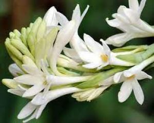 घर की इस दिशा में लगाएं रजनीगंधा का पौधा, मिलेगा खूब पैसा व मान-सम्मान...! घर की इस दिशा में लगाएं रजनीगंधा का पौधा, मिलेगा खूब पैसा व मान-सम्मान...!