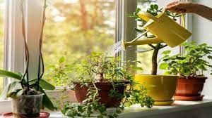 घर में इन 5 पौधों को लगाने से नहीं होता धन का कभी अभाव घर में इन 5 पौधों को लगाने से नहीं होता धन का कभी अभाव