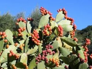 अगर आपने भी घर में लगाए हैं ये पौधे तो तुरंत हटा दें वरना परेशानी खड़ी हो सकती है.... अगर आपने भी घर में लगाए हैं ये पौधे तो तुरंत हटा दें वरना परेशानी खड़ी हो सकती है....