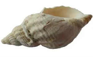 पूजा और क्या हैं इससे जुड़े उपाय पूजा और क्या हैं इससे जुड़े उपाय