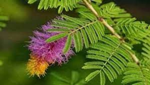 शनि देव को खुश करने के लिए घर लाएं शमी का पौधा शनि देव को खुश करने के लिए घर लाएं शमी का पौधा