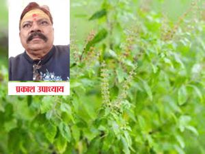 तुलसी के पानी के इन विशेष उपायों से खुल जाएंगे तरक्की के रास्ते तुलसी के पानी के इन विशेष उपायों से खुल जाएंगे तरक्की के रास्ते
