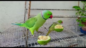  घर में तोता पालना शुभ होता है या अशुभ 