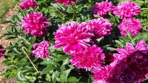  विवाह के योग नहीं बन पा रहे हैं, तो घर में लगाइये इस फूल का पौधा