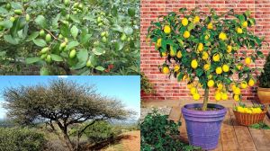 भूलकर भी ना लगाएं घर में ये पौधे... लाते हैं दुर्भाग्य और कंगाली भूलकर भी ना लगाएं घर में ये पौधे... लाते हैं दुर्भाग्य और कंगाली