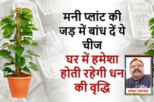 मनी प्लांट की जड़ में करें ये उपाय, धन की कभी नहीं होगी कमी मनी प्लांट की जड़ में करें ये उपाय, धन की कभी नहीं होगी कमी