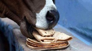 अगर आर्थिक तंगी से हैं परेशान, करें रोटी के ये आसान उपाय... अगर आर्थिक तंगी से हैं परेशान, करें रोटी के ये आसान उपाय...