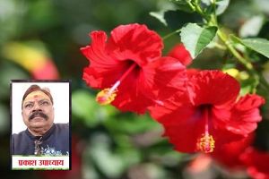 आर्थिक तंगी से हैं परेशान तो घर में लगाएं गुड़हल का पौधा, बरसेगी मां लक्ष्मी की कृपा आर्थिक तंगी से हैं परेशान तो घर में लगाएं गुड़हल का पौधा, बरसेगी मां लक्ष्मी की कृपा