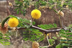 घर में चाहते हैं सुख समृद्धि तो इन चीजों को घर में ना रखें..... घर में चाहते हैं सुख समृद्धि तो इन चीजों को घर में ना रखें.....