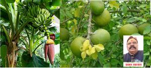 "पीछे केला , आगे बेल फिर देखो पैंसे का खेल"... जानें घर में केला और बेल लगाने के क्या हैं फायदे.... "पीछे केला , आगे बेल फिर देखो पैंसे का खेल"... जानें घर में केला और बेल लगाने के क्या हैं फायदे....