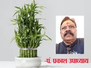 घर में बांस का पौधा लगाने अपनाएं ये नियम घर में बांस का पौधा लगाने अपनाएं ये नियम