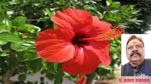 पूजा का पूरा फल पाना चाहते हैं तो अपने देवता के अनुसार ही चढ़ाएं फूल पूजा का पूरा फल पाना चाहते हैं तो अपने देवता के अनुसार ही चढ़ाएं फूल