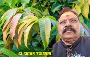 आम के पत्तों के इन उपायों से बढ़ेगी सुख-समृद्धि..!