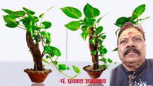 घर में लगाएं सिर्फ ये एक पौधा, धन की नहीं होगी कभी कमी...!