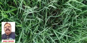  क्यों दूर्वा (दूबी) को हर पूजा में आवश्यक माना जाता है ?