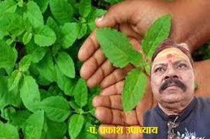 इस दिन नहीं तोड़ने चाहिए तुलसी के पत्ते