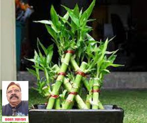  नववर्ष में घर पर रखें ये खास पौधा, सुख-समृद्धि  का होगा प्रवेश