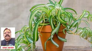  घर में लगाइये ये चमत्कारी पौधे, कई समस्याओं से मिलेगी मुक्ति