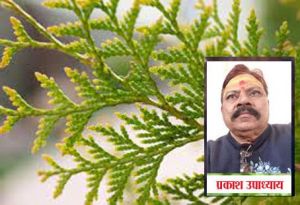 बसंत पंचमी पर घर लाएं इनमें से कोई 1 चीज, मां सरस्वती की बरसेगी कृपा