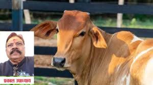  जमीन- जायदाद संबंधी विवाद नहीं सुलझ रहे हैं तो करें ये उपाय...