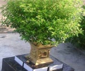  घर के इस दिशा में भूलकर भी न लगाएं तुलसी का पौधा, परिवार पर पड़ता है बुरा असर