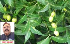   शनि-केतु के दोष से चाहिए मुक्ति तो जरूर करें नीम से जुड़े ये उपाय        