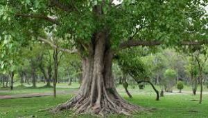 क्या वाकई पीपल के पेड़ के नीचे सोना अशुभ होता है..... क्या वाकई पीपल के पेड़ के नीचे सोना अशुभ होता है.....