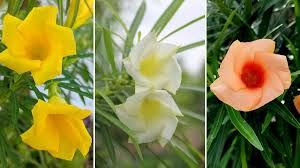  घर की इस दिशा में लगाएं ये पेड़, बन जाएंगे सभी बिगड़े काम