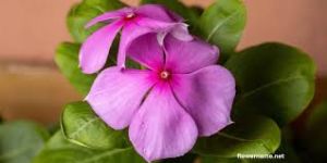 सदाबहार फूल के 10 चमत्कारी टोटके सदाबहार फूल के 10 चमत्कारी टोटके