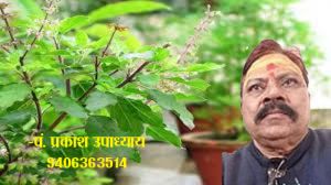 तुलसी का पौधा लगाने का क्या वास्तु नियम तुलसी का पौधा लगाने का क्या वास्तु नियम