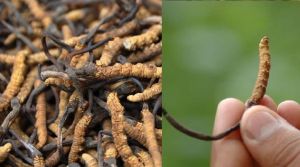 10 लाख रुपए किलो में मिलता है यह कीड़ा