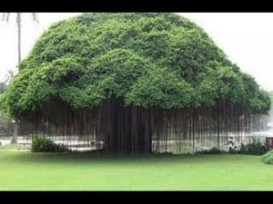   वेद - पुराणों में वर्णित कल्पवृक्ष क्या है?