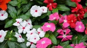   प्राकृतिक चिकित्सक है सदाबहार