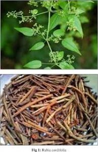  औषधीय गुणों से भरपूर है मजीठ