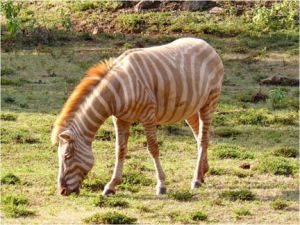 अफ्रीका में दिखा गोल्डन बालों वाला जेब्रा
