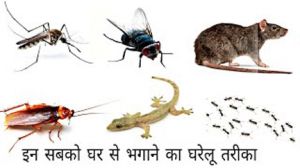  घर से चूहे, छिपकली और मक्खी भगाने के घरेलू नुस्खे, एक बार जरूर ट्राई करें 