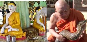  यहां होती है अजगरों की पूजा