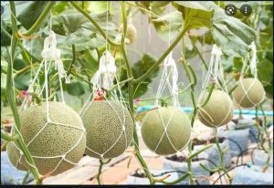  10 लाख रुपये में बिकता है ये फल!