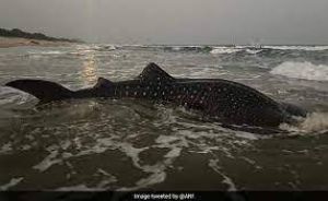 मछुआरों के जाल में फंसी दुनिया की सबसे बड़ी मछली
