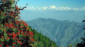  पश्चिमी हिमालयी क्षेत्र में पहली बार मिली दुर्लभ मांसाहारी पौधे की प्रजाति