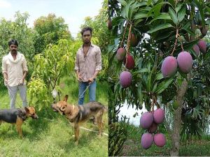   ऐसा आम जिसकी सुरक्षा में लगे हैं 4 सिक्यूरिटी गार्ड और 6 कुत्ते