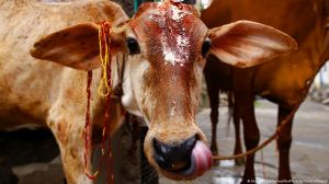  गायों की वजह से मिली थी दुनिया को चेचक से मुक्ति!