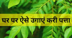  बारिश में हो जाएगा घना करी पत्ते का पौधा... जान लें ये ट्रिक