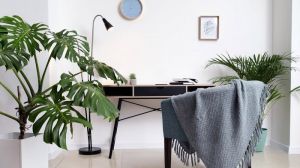  क्या घर में प्लांट्स लगाने से इंडोर पॉल्यूशन कम होता है?