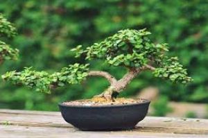  जेड प्लांट की पत्तियों को पीला होने से बचाएं, बस पौधे में डालें ये  दो चीज हरा भरा चमकदार होगा पौधा 