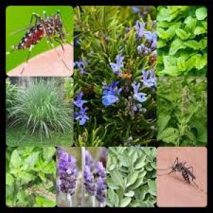  घर में लगाएं ये 4 प्लांट्स, मच्छरों की परेशानी से मिलेगा छुटकारा