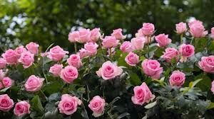  गुलाब के पौधे में अक्टूबर में आएंगे अनगिनत फूल.. पौधे में करें नींबू के साथ इसका स्प्रे 