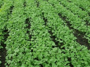   मेथी-पालक-सरसों में करें इस लिक्विड फर्टिलाइजर का छिड़काव, घर में उगेगी ऑर्गेनिक सब्जियां 