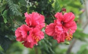  गुड़हल का पौधा बड़े-बड़े फूलों से भर जाएगा, यह 6 काम करके देखिए 